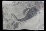 Eurypterus (Sea Scorpion) Fossil - New York #86880-1